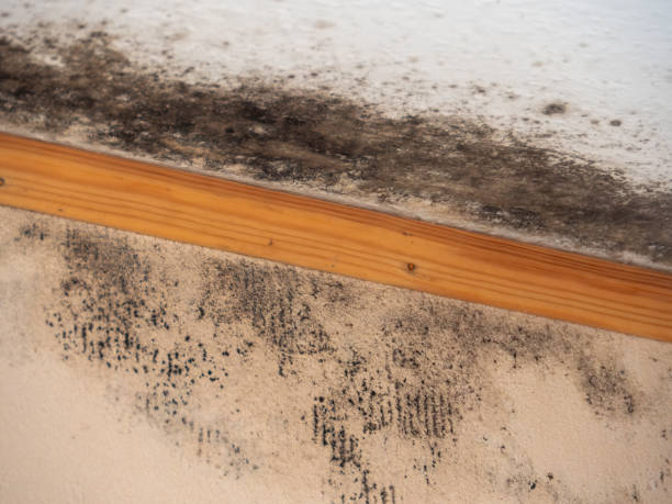 Best Mold Removal for HVAC Installations  in Eastland, TX